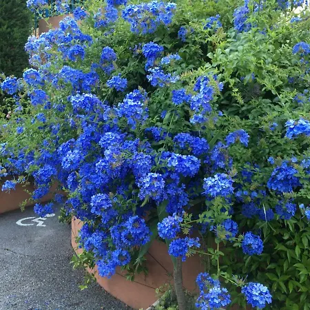 Fleur De Mai *