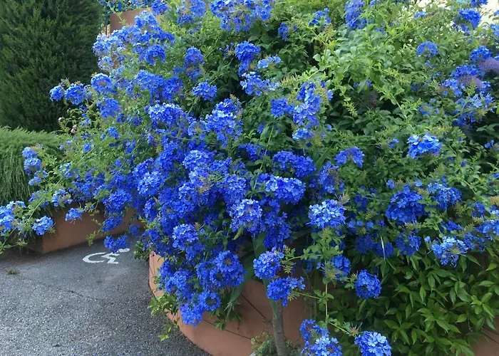 Fleur De Mai *